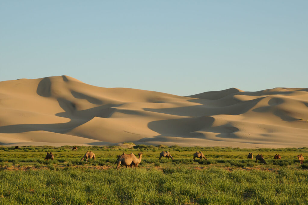 Khongoryn Els on trip to Gobi desert