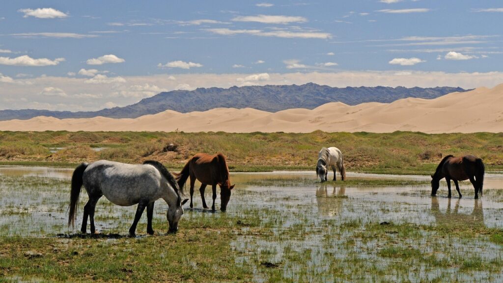 Trip to Gobi desert